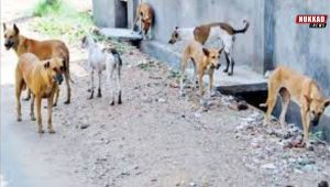 dog threat in up:  Highest number of stray dogs in India in UP