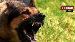 Dog Threat:  Dog rearing will be difficult: